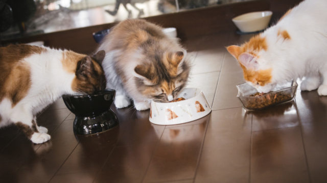 猫が餌を食べてる画像